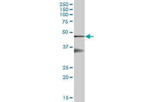 SERPINB6 MaxPab polyclonal antibody. (SERPINB6 antibody  (AA 1-376))