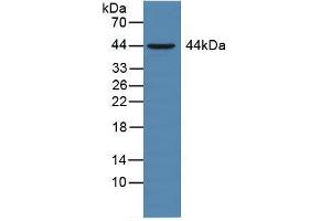 Western blot analysis of Rat Liver Tissue. (CD147 antibody  (AA 59-321))