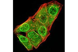 Immunofluorescence analysis of Hela cells using ATG5 mouse mAb (green). (ATG5 antibody  (AA 144-275))