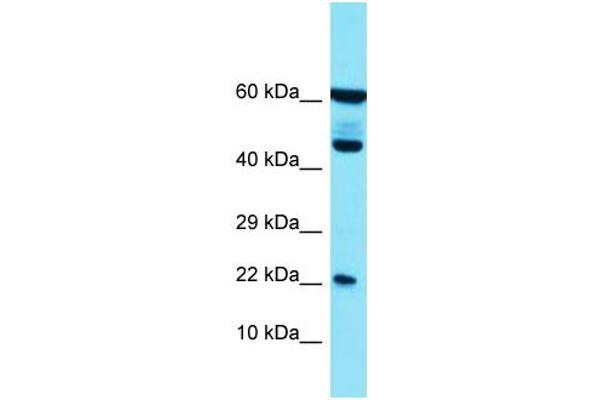 PLA2G12B antibody  (N-Term)