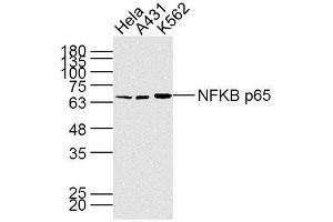 Lane 1: HeLa; Lane 2: A431; Lane 3: K562 cell lysate probed with NFKB p65 (7G6) Monoclonal Antibody, unconjugated (bsm-33117M) at 1:300 overnight at 4°C followed by a conjugated secondary antibody at 1:10000 for 90 minutes at 37°C. (NF-kB p65 antibody)