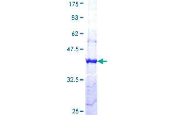 PCDH11Y Protein (AA 57-165) (GST tag)