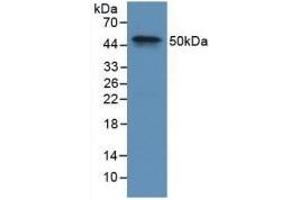 Detection of Recombinant F9, Rabbit using Polyclonal Antibody to Coagulation Factor IX (F9) (Coagulation Factor IX antibody  (AA 1-146))