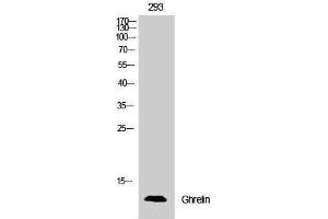 Western Blotting (WB) image for anti-Ghrelin (GHRL) (Internal Region) antibody (ABIN3184787) (Ghrelin antibody  (Internal Region))