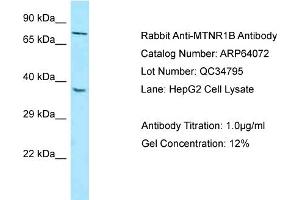 Western Blotting (WB) image for anti-Melatonin Receptor 1B (MTNR1B) (N-Term) antibody (ABIN971206) (Melatonin Receptor 1B antibody  (N-Term))