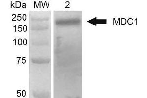 Western Blot analysis of Human 293Trap cell lysates showing detection of 184 kDa MDC1 protein using Mouse Anti-MDC1 Monoclonal Antibody, Clone P2B11 . (MDC1 antibody  (N-Term) (Atto 390))