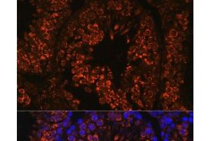 Immunofluorescence analysis of Mouse testis using FER1L5 Polyclonal Antibody at dilution of 1:100. (FER1L5 antibody)