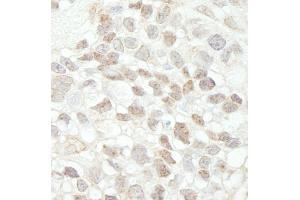 anti-Mediator Complex Subunit 18 (MED18) (C-Term) antibody