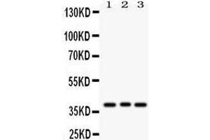 Anti-WNT2 Picoband antibody, Western blotting All lanes: Anti WNT2  at 0. (WNT2 antibody  (N-Term))