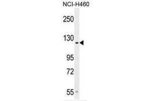 GPR144 Antibody (Center) western blot analysis in NCI-H460 cell line lysates (35µg/lane). (GPR144 antibody  (Middle Region))