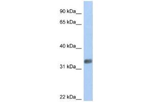 Western Blotting (WB) image for anti-Purine-Rich Element Binding Protein G (PURG) antibody (ABIN2459404) (PURG antibody)