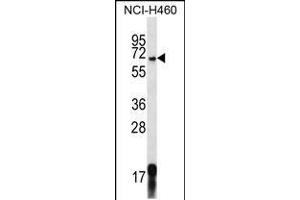 Western blot analysis in NCI-H460 cell line lysates (35ug/lane). (GPSM1 antibody  (AA 439-468))