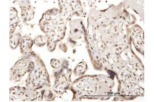 Immunoperoxidase of purified MaxPab antibody to CDC45L on formalin-fixed paraffin-embedded human placenta. (CDC45 antibody  (AA 1-566))