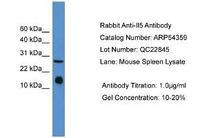 WB Suggested Anti-Il5  Antibody Titration: 0. (IL-5 antibody  (Middle Region))