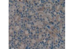 IHC-P analysis of Rat Tissue, with DAB staining. (TGFA antibody  (AA 42-82))