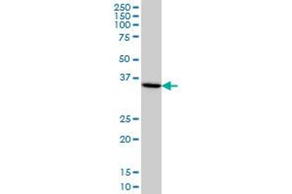 HMG20B antibody  (AA 1-109)