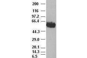 c-myc antibody (3F2) at 1:1000 with Hela cell lysate (c-MYC antibody)