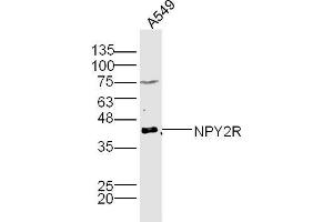 A549 lysates probed with NPY2R Polyclonal Antibody, Unconjugated  at 1:300 dilution and 4˚C overnight incubation.