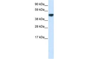 Western Blotting (WB) image for anti-Growth Arrest-Specific 7 (GAS7) antibody (ABIN2460143) (GAS7 antibody)