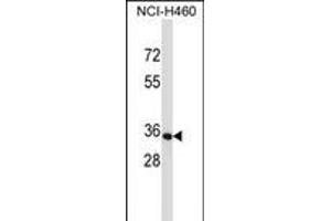 OR14C36 Antibody (C-term) (ABIN657683 and ABIN2846675) western blot analysis in NCI- cell line lysates (35 μg/lane).