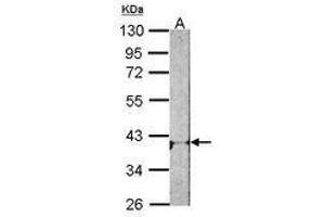 Image no. 2 for anti-Adenosine A1 Receptor (ADORA1) (AA 162-227) antibody (ABIN467371) (ADORA1 antibody  (AA 162-227))