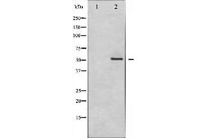 Western blot analysis of MEF2A expression in PMA treated NIH-3T3 whole cell lysates,The lane on the left is treated with the antigen-specific peptide. (MEF2A antibody  (Internal Region))
