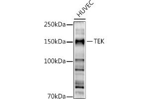 Western blot analysis of extracts of HUVEC cells, using TEK antibody (ABIN6127575, ABIN6148992, ABIN6148994 and ABIN6213973) at 1:500 dilution. (TEK antibody  (AA 500-750))