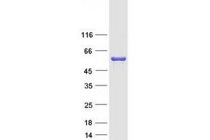 Western Blotting (WB) image for Dihydrouridine Synthase 2-Like (DUS2L) protein (Myc-DYKDDDDK Tag) (ABIN2719819)