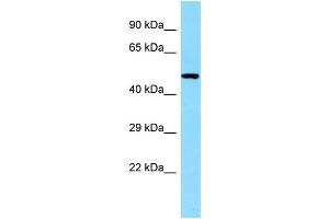 WB Suggested Anti-CLNK Antibody Titration: 1. (CLNK antibody  (C-Term))