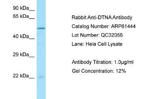 Western Blotting (WB) image for anti-Dystrobrevin alpha (DTNA) (C-Term) antibody (ABIN2788807) (DTNA antibody  (C-Term))