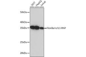 Western blot analysis of extracts of various cell lines, using Fibrillarin/U3 RNP Rabbit mAb (ABIN7267175) at 1:5000 dilution. (Fibrillarin antibody)