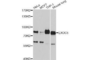 Western blot analysis of extracts of various cell lines, using EXOC5 antibody (ABIN5996218) at 1:3000 dilution. (EXOC5 antibody)