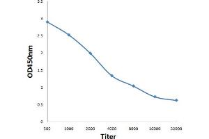 Antigen: 0. (COPB1 antibody  (AA 531-630))