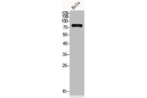 Western Blot analysis of HeLa cells using OAS2 Polyclonal Antibody (OAS2 antibody  (N-Term))
