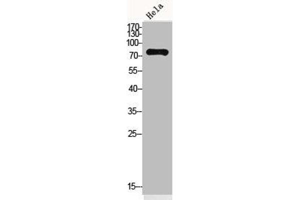 OAS2 anticorps  (N-Term)
