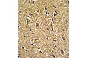 Formalin-fixed and paraffin-embedded human brain tissue reacted with CACNG5 Antibody (C-term), which was peroxidase-conjugated to the secondary antibody, followed by DAB staining. (CACNG5 antibody  (C-Term))