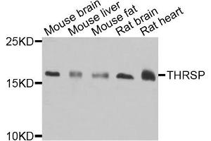 Western blot analysis of extracts of various cells, using THRSP antibody. (THRSP antibody)