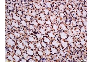 Formalin-fixed and paraffin embedded rat stomach tissue labeled with Rabbit Anti-CHMP2A Polyclonal Antibody, Unconjugated  at 1:200 followed by conjugation to the secondary antibody and DAB staining (CHMP2A antibody  (AA 1-100))