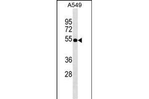 ZFP36L2 Antibody (Center) (ABIN1537929 and ABIN2849247) western blot analysis in A549 cell line lysates (35 μg/lane). (ZFP36L2 antibody  (AA 166-193))