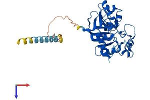 alpha-N-Acetylgalactosaminide alpha-2,6-Sialyltransferase 3 (SIA7C) (AA 1-305) protein (His tag)