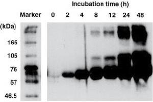 Western Blot analysis of EMP- lysine adduct formation in CRA-modified BSA. (Crotonaldehyde (CRA) antibody)