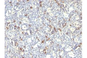 Formalin-fixed, paraffin-embedded human Spleen stained with CD57 Monoclonal Antibody (SPM129). (CD57 antibody)