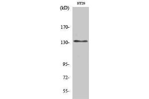 Western Blotting (WB) image for anti-Ligase I, DNA, ATP-Dependent (LIG1) (N-Term) antibody (ABIN3174776) (LIG1 antibody  (N-Term))