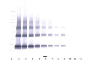 Image no. 2 for anti-Fibroblast Growth Factor 7 (FGF7) antibody (ABIN465624)