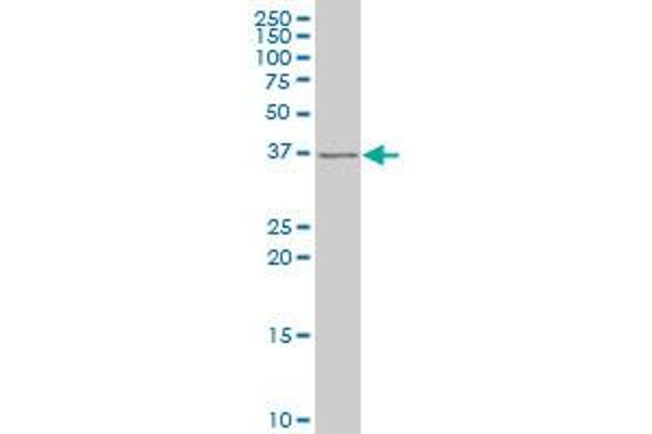 SLUG antibody  (AA 97-169)