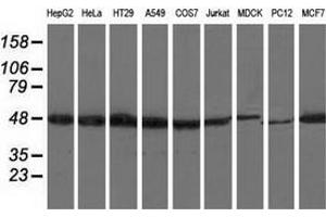 Western blot analysis of extracts (35 µg) from 9 different cell lines by using anti-RNH1 monoclonal antibody. (RNH1 antibody)