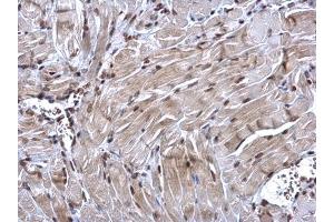 Immunohistochemistry (IHC) image for anti-Nuclear Respiratory Factor 1 (NRF1) antibody (ABIN2855569)