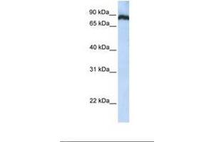 Image no. 1 for anti-TATA Box Binding Protein (TBP)-Associated Factor, RNA Polymerase I, C, 110kDa (TAF1C) (N-Term) antibody (ABIN6739060) (TAF1C antibody  (N-Term))