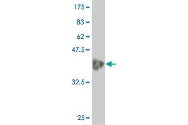 GTF2A1L antibody  (AA 251-348)