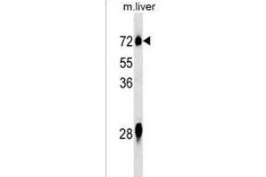 NOX3 Antibody (N-term) (ABIN1539578 and ABIN2849847) western blot analysis in mouse liver tissue lysates (35 μg/lane). (NOX3 antibody  (N-Term))